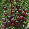 Picture of Tomat Indigo Cherry Drops