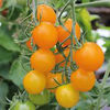 Picture of Tomat Indigo Pear Drops
