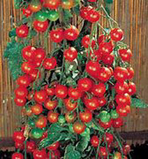 Picture of Tomat Supersweet 100 F1