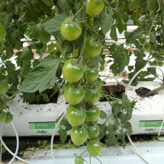 Picture of Tomat Sungreen F1