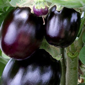 Picture of Aubergine Jackpot F1