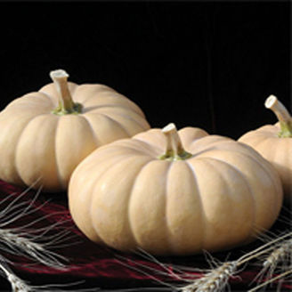 Picture of Matpumpa Autumn Crown F1