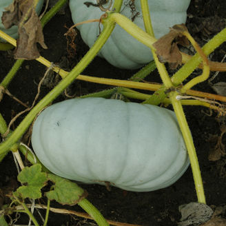 Picture of Matpumpa Crown Prince F1