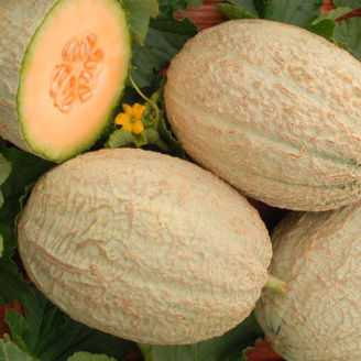 Picture of Melon Emir F1