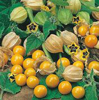 Picture of Physalis Golden Berry