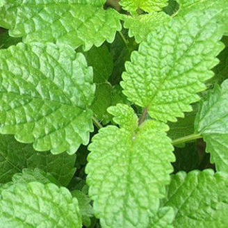 Picture of Citronmeliss, ekologiskt odlat frö