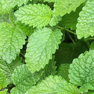 Picture of Citronmeliss