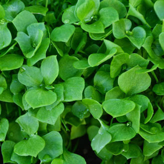 Picture of Portlak