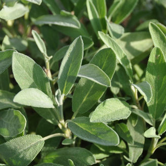 Picture of Salvia