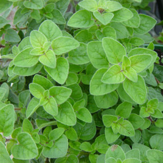 Picture of Grekisk oregano