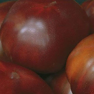 Picture of Tomat Black Russian