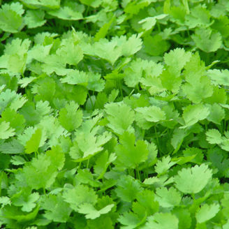 Picture of Koriander Caribe, ekologiskt odlat frö