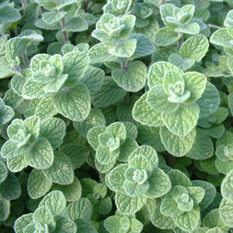 Picture of Oregano Zaatar, ekologiskt odlat frö