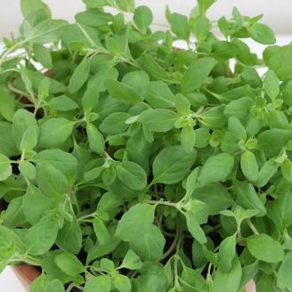 Picture of Oregano, ekologiskt odlat frö