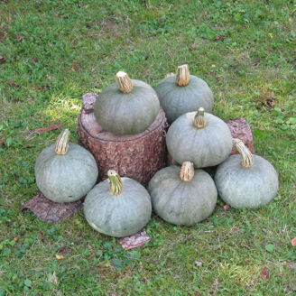 Picture of Pumpa Blue Kuri