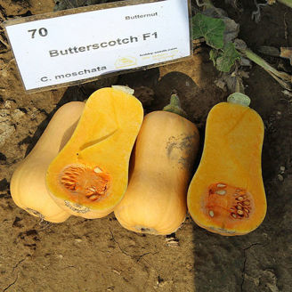 Picture of Matpumpa Butterscotch F1