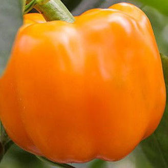 Picture of Paprika Boogie RZ F1