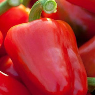 Picture of Paprika Gaon F1