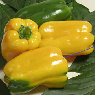 Picture of Paprika Gemini F1