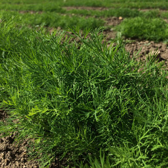 Picture of Dill Hera