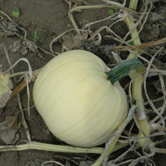 Picture of Pumpa Moonshine