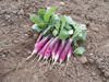 Picture of Rädisa Felicia