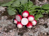 Picture of Rädisa Poloneza