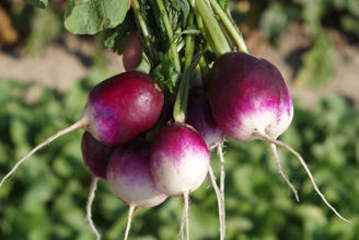 Picture of Rädisa Diana