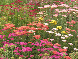 Picture of Achillea Summer Pastels