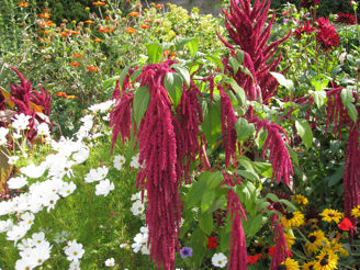 Picture of Amaranthus Red