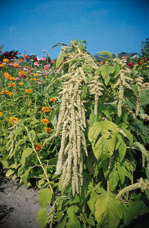 Picture of Amaranthus Viridis
