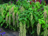 Picture of Amaranthus Viridis