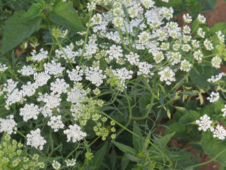 Picture of Ammi Vit