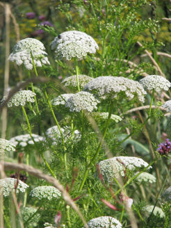 Picture of Ammi Green Mist