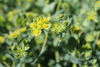 Picture of Bupleurum QIS Graffithi