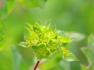 Picture of Bupleurum QIS Graffithi
