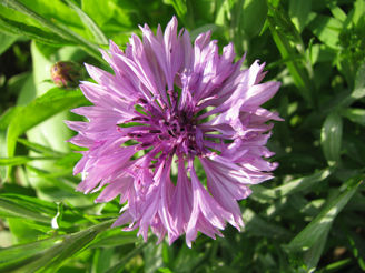 Picture of Centaurea Lady Mauve