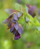 Picture of Cerinthe  QIS Honey Blue