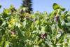 Picture of Cerinthe  QIS Honey Blue