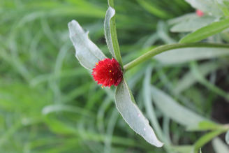 Picture of Gomphrena QIS Red