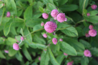 Picture of Gomphrena QIS Rose