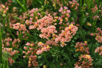 Picture of Limonium Apricot Beauty