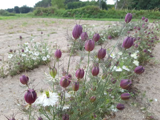 Picture of Nigella Black Pod