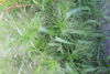 Picture of Panicum QIS Sprinkles