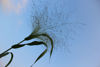 Picture of Panicum QIS Sprinkles