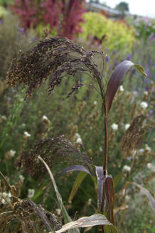 Picture of Panicum Violaceum