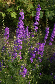 Picture of Consolida QIS Lilac