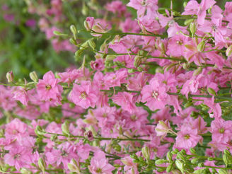 Picture of Consolida QIS Rose