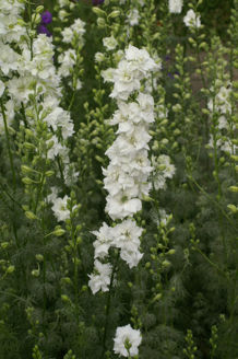 Picture of Consolida QIS White