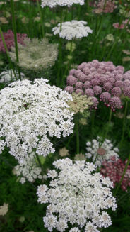 Picture of Daucus QIS Dara